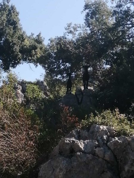 231009_Ziegen.jpg - Mallorca-Wanderungen Oktober 2023 - 09.10.23 - Figueroles   (520 Hm, 23k)  neugierige Ziegen