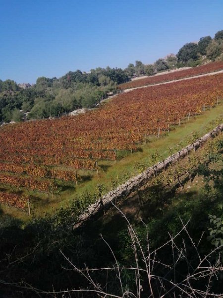 231012_Mortitx.jpg - Mallorca-Wanderungen Oktober 2023 - 12.10.23 - Mortitx  (290 Hm, 12k)  Weinreben bei der Finca Mortitx