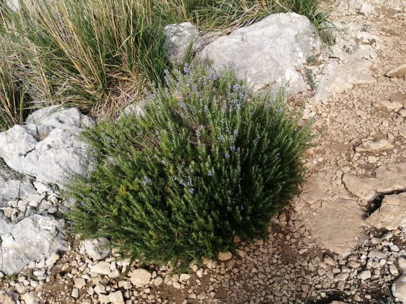 231014_Rosmarin.jpg - Mallorca-Wanderungen Oktober 2023 - 14.10.23 - Um den Tossals Verds  Rosmarin am Wanderweg