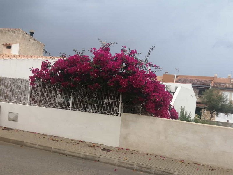 231016_Blumen.jpg - Mallorca-Wanderungen Oktober 2023 - 16.10.23 - zum Turó de na Moixa  Blumen in Son Serra de la Marina