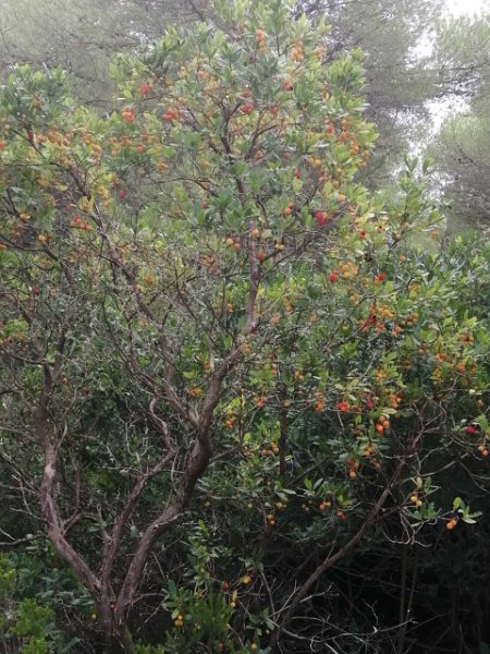 231016_Erdbeerbaum.jpg - Mallorca-Wanderungen Oktober 2023 - 16.10.23 - zum Turó de na Moixa  Erdbeerbaum