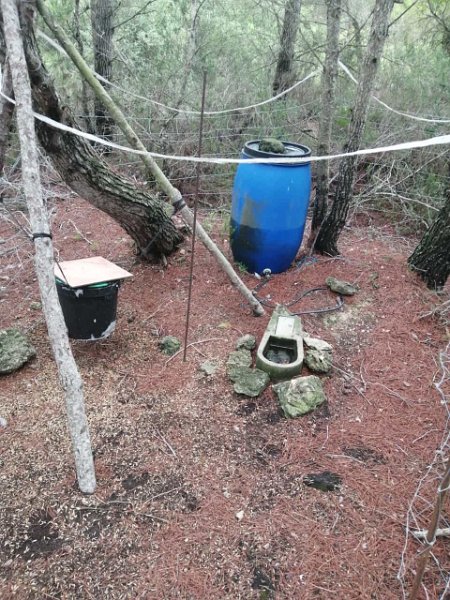 231016_Wild_locken.jpg - Mallorca-Wanderungen Oktober 2023 - 16.10.23 - zum Turó de na Moixa  Wild anlocken, um es nachher zur Strecke zu bringen