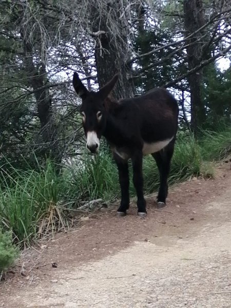 231019_Esel.jpg - Mallorca-Wanderungen Oktober 2023 - 19.10.23 - Coma Sema, Barancones  Ja, wer kommt denn da?