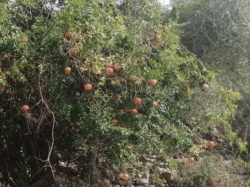 231021_Granat.jpg - Mallorca-Wanderungen Oktober 2023 - 21.10.23 - Figueroles, Binibona, Caimari  Granatäpfel (zwischen Binibona und Caimari)