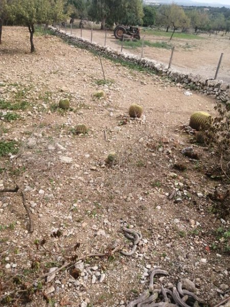 231021_Kaktusse.jpg - Mallorca-Wanderungen Oktober 2023 - 21.10.23 - Figueroles, Binibona, Caimari  (600 Hm, 31k)  Schwiegermuttersessel (zwischen Binibona und Caimari)