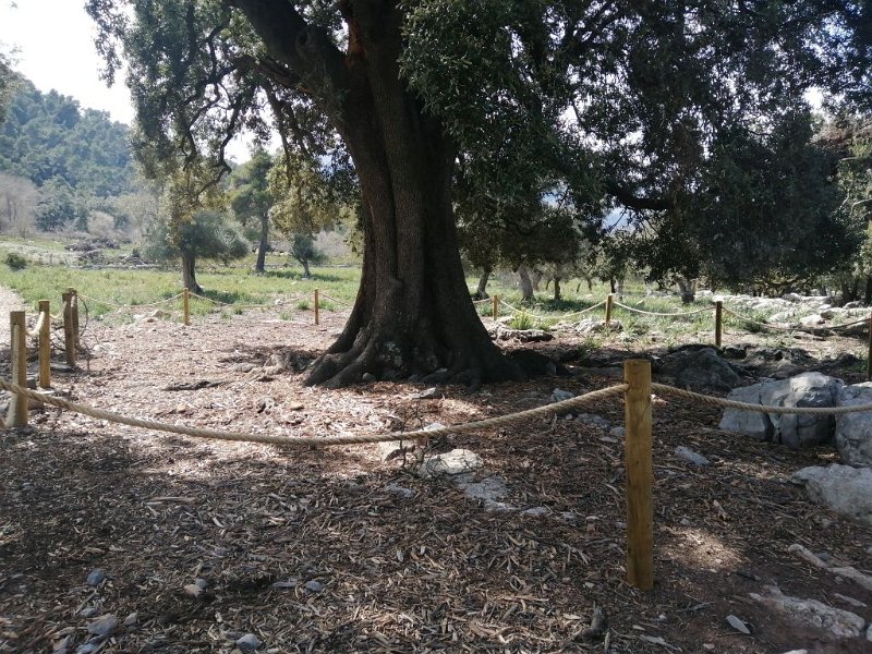 240307_Alzina.jpg - Mallorca-Wanderungen März 2024 - 07.03.24 - Binifaldo   uralte Steineiche, jetzt geschützt 