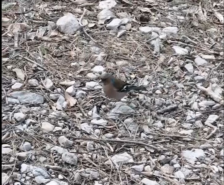 240307_Bettel-Vogel.jpg - Mallorca-Wanderungen März 2024 - 07.03.24 - Binifaldo   Bettel-Vogel bei der Rast