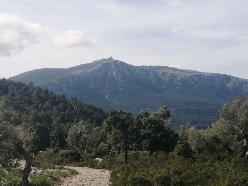 240307_Galileu_Massanella.jpg - Mallorca-Wanderungen März 2024 - 07.03.24 - Binifaldo  (570 Hm, 29k)  vorne Galileu, dahinter Massanella