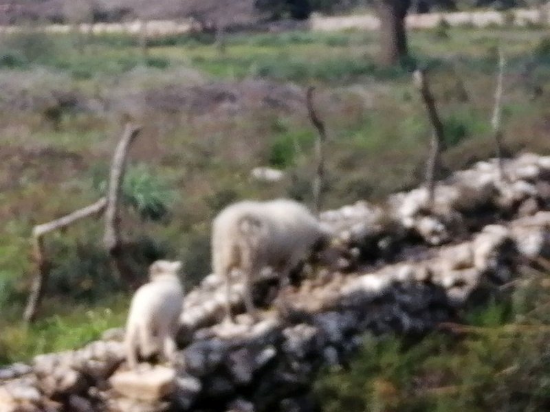 240307_Lamm.jpg - Mallorca-Wanderungen März 2024 - 07.03.24 - Binifaldo   Lamm mit Mutter