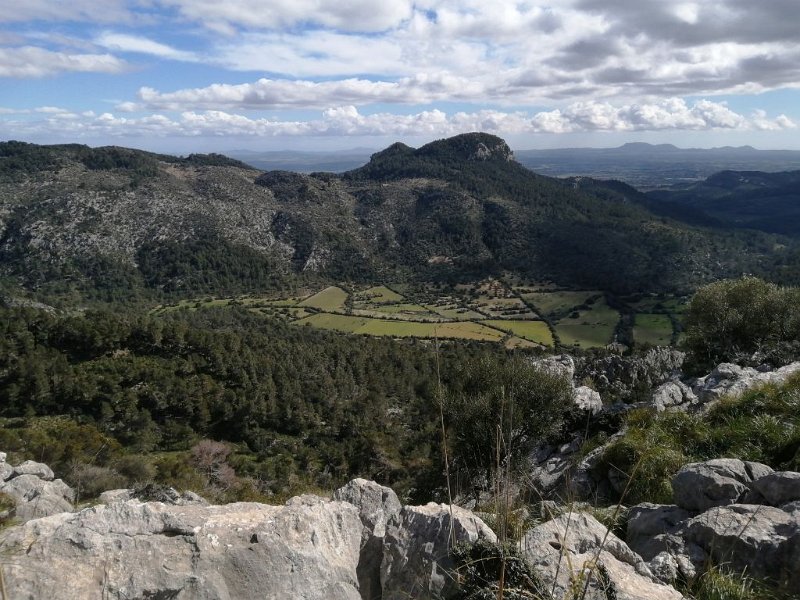 240310_Felder_mehr.jpg - Mallorca-Wanderungen März 2024 - 10.03.24 - Tossals Verds   noch mehr grüne Felder