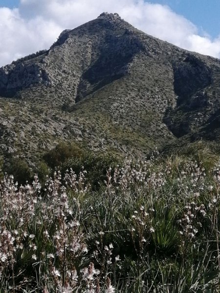 240311_Talaia.jpg - Mallorca-Wanderungen März 2024 - 11.03.24 - um den Vaume  Talaia d' Alcúdia (hier sollte es hinauf, aber wegen zu starkem Wind verzichtet)
