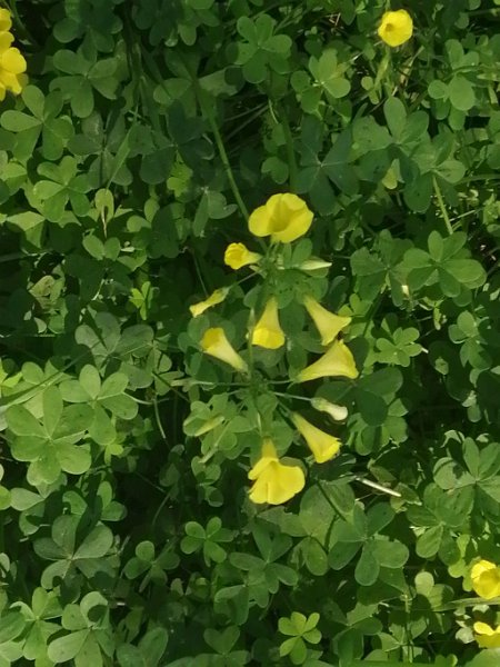 240313_Sauerklee.jpg - Mallorca-Wanderungen März 2024 - 13.03.24 - Strandwanderung bis S' Oberta   Nickender Sauerklee 