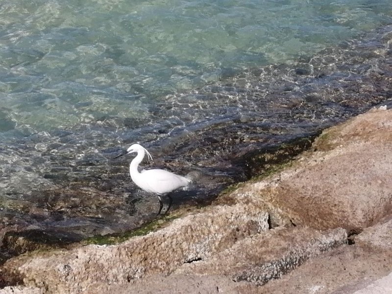 240313_Seidenreiher.jpg - Mallorca-Wanderungen März 2024 - 13.03.24 - Strandwanderung bis S' Oberta   Seidenreiher bei S' Oberta