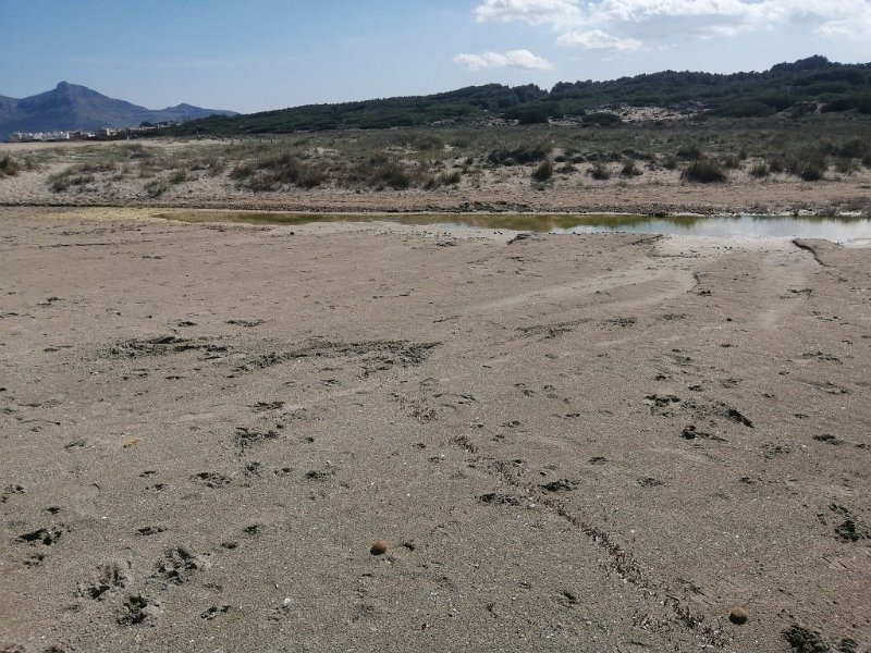 240316_Estany_Son_Real_2.jpg - Mallorca-Wanderungen März 2024 - 16.03.24 - Strandwanderung Son Bauló - Son Serra de Marina   Estany Son Real, Überlauf Strand