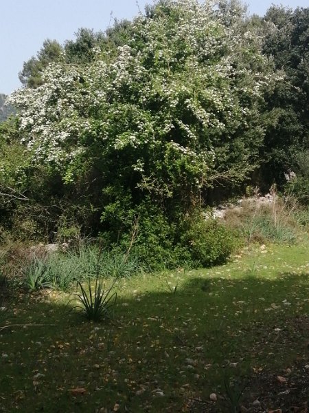 240319_Bluete_Baum.jpg - Mallorca-Wanderungen März 2024 - 19.03.24 - Fartaritx-Ninot   Baum in voller Blüte 