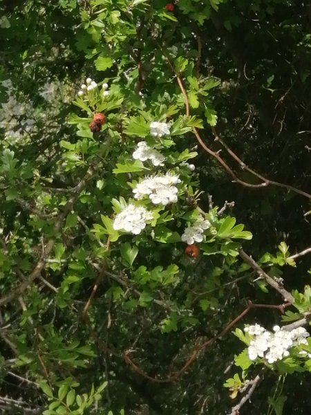 240319_Bluete_Baum_Detail.jpg - Mallorca-Wanderungen März 2024 - 19.03.24 - Fartaritx-Ninot   Blüten im Detail mit Beeren vom letzten Jahr