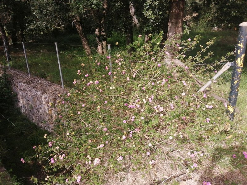 240319_Bluete_Wegesrand.jpg - Mallorca-Wanderungen März 2024 - 19.03.24 - Fartaritx-Ninot   Blüten am Wegesrand