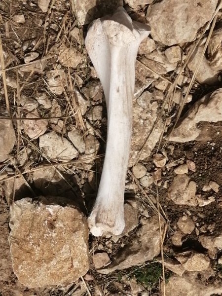 240319_Knochen.jpg - Mallorca-Wanderungen März 2024 - 19.03.24 - Fartaritx-Ninot   Knochenfund am Wanderweg