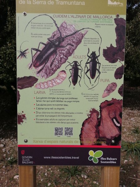 240320_Borkenkäfer.jpg - Mallorca-Wanderungen März 2024 - 20.03.24 - L' Ofre   Der Borkenkäfer der Steineiche