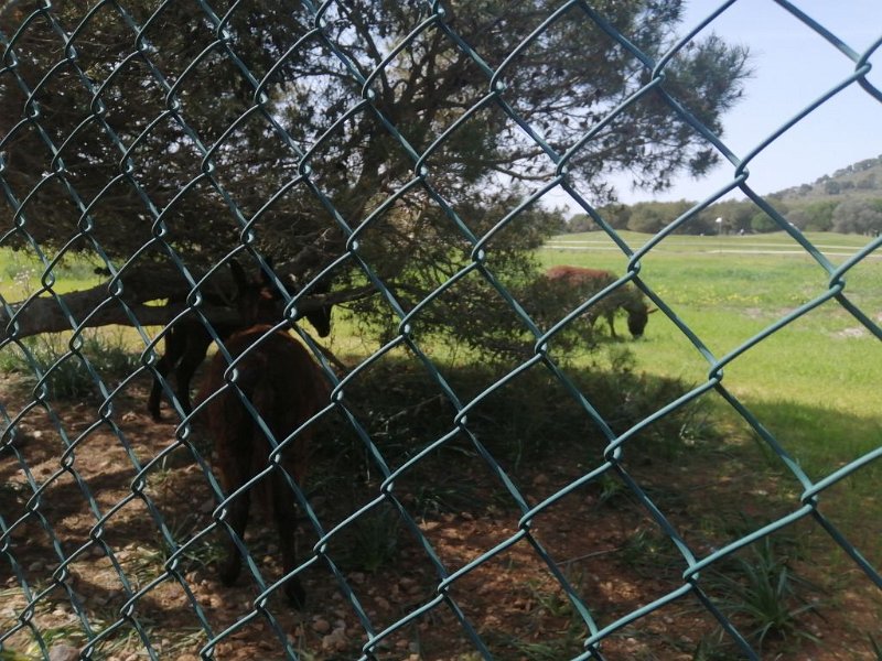 240322_Esel_Golfplatz.jpg - Mallorca-Wanderungen März 2024 - 22.03.24 - Küste Alcanella   Esel auf dem Golfplatz