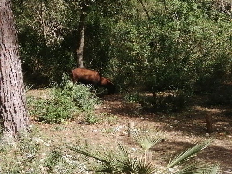 240322_Ziegenbock.jpg - Mallorca-Wanderungen März 2024 - 22.03.24 - Küste Alcanella   riesiger Ziegenbock