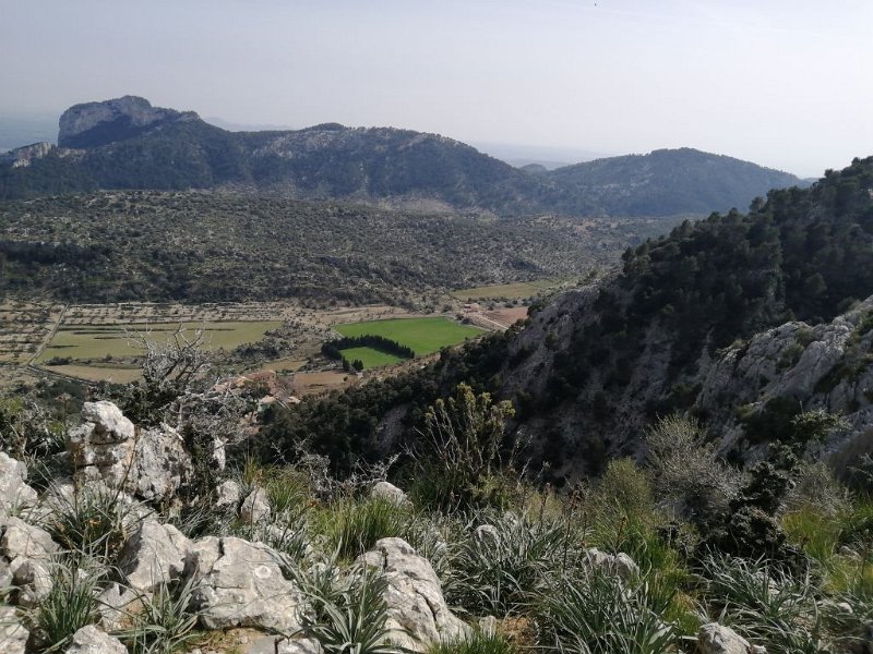 240323_sattes_Gruen.jpg - Mallorca-Wanderungen März 2024 - 23.03.24 - Barrancons  (440 Hm, 23k Schritte) Sattes Grün im Tal Coma Sema