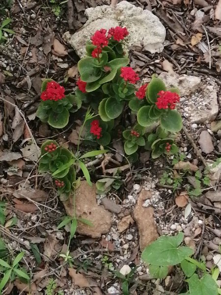 240324_Flammendes_Kaethchen.jpg - Mallorca-Wanderungen März 2024 - 24.03.24 - Puig St. Marti  Am Wegesrand: Flammendes Käthchen (Kalanchoe blossfeldiana) 