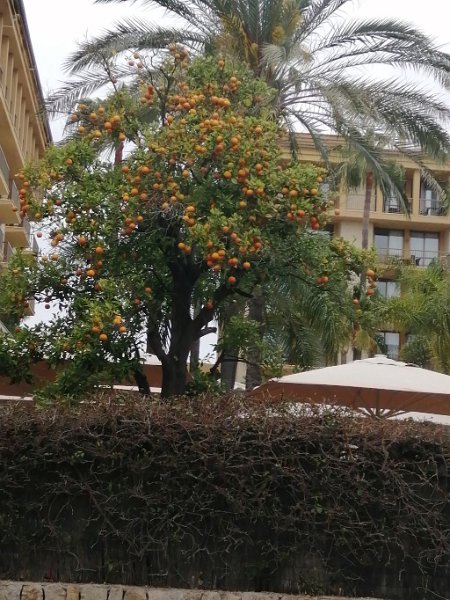 240324_Orangenbaum.jpg - Mallorca-Wanderungen März 2024 - 24.03.24 - Puig St. Marti  Orangenbaum 