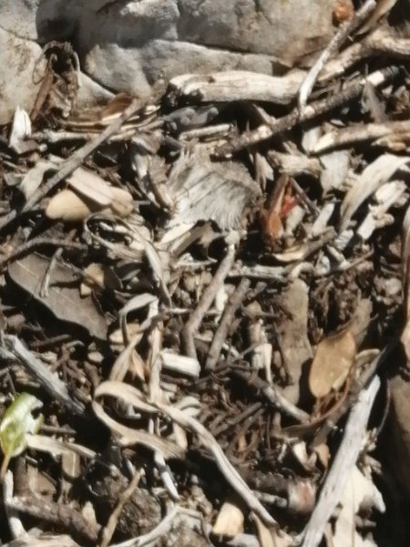 241010_Zickade.jpg - Mallorca-Wanderungen Oktober 2024 - 10.10.24 - Binifaldo  (510 Hm, 29k, 16 km)  vielleicht eine Zickade