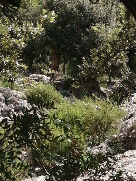 241010_Ziege.jpg - Mallorca-Wanderungen Oktober 2024 - 10.10.24 - Binifaldo  (510 Hm, 29k, 16 km)  eine helle Ziege auf den Hinterbeinen frisst vom Baum