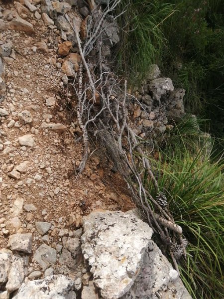 241011_Absturz-Sicherung.jpg - Mallorca-Wanderungen Oktober 2024 - 11.10.24 - Ses Figueroles  (190 Hm, 16k, 8 km)  Teil des Wanderweges abgestürzt, Absturz-Sicherung aus Ästen