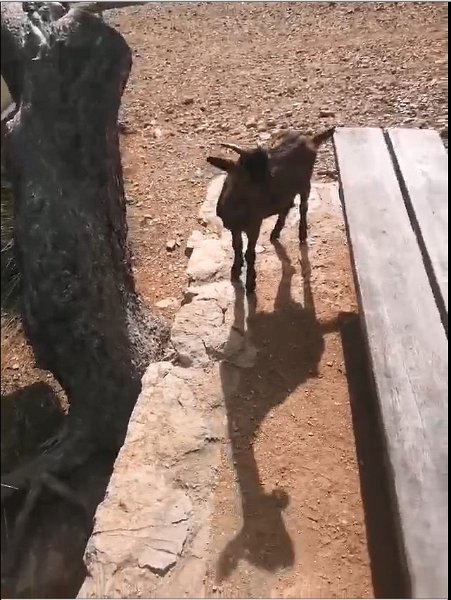 241012_Bettelzicklein.jpg - Mallorca-Wanderungen Oktober 2024 - 12.10.24 - Talaia d' Alcúdia  (430 Hm, 19k, 10 km)  Bettelzicklein