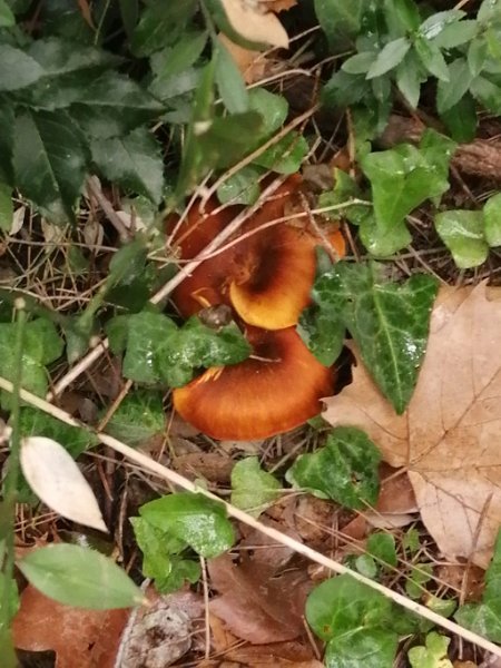 241015_Pilze.jpg - Mallorca-Wanderungen Oktober 2024 - 15.10.24 - Fartaritx-Ninot  (410 Hm, 20k, 10 km)  Pilze