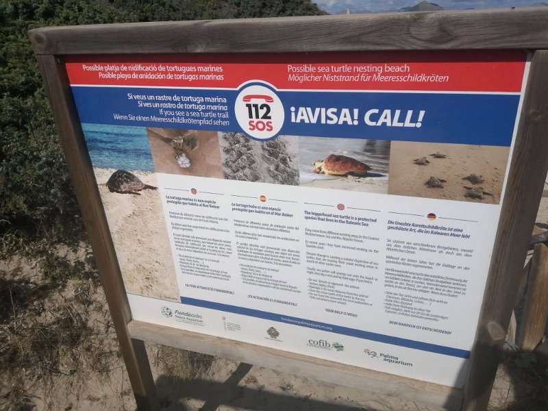 241019_Schildkroete.jpg - Mallorca-Wanderungen Oktober 2024 - 19.10.24 - Dünenwanderung  (20 Hm, 8k, 6 km)   Aufruf zur Meldung von Schildkröten (über Notruf!)