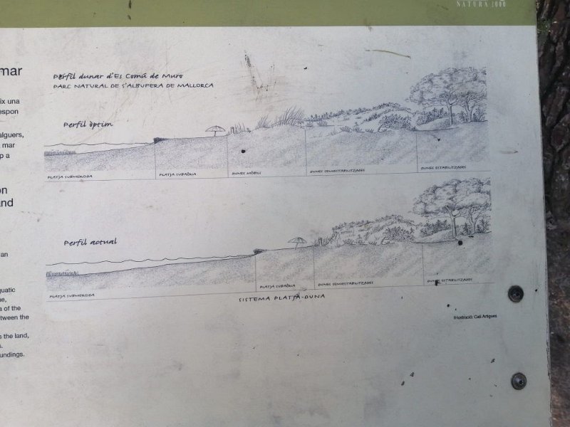 241019_Strand_Duene.jpg - Mallorca-Wanderungen Oktober 2024 - 19.10.24 - Dünenwanderung  (20 Hm, 8k, 6 km)   System Strand-Düne (optimal und derzeit)