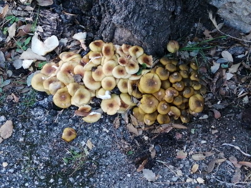 241020_Pilze.jpg - Mallorca-Wanderungen Oktober 2024 - 20.10.24 - Sonntagswanderung - um den Puig Roig  (520 Hm, 36k, 21 km)   Pilze beim Kloster Lluc