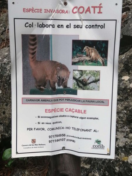 241027_Eindringling.jpg - Mallorca-Wanderungen Oktober 2024 - 27.10.24 - Clot des Mercadal - Coll de sa Batalla  (360 Hm, 19k, 10 km)   Eindringling aus Amerika, offensichtlich noch nicht erwischt