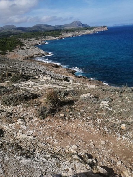 241028_Gesamt.jpg - Mallorca-Wanderungen Oktober 2024 - 28.10.24 - Cala Mesquida - Torre d'Albarca  (230 Hm, 23k, 13 km)   Küste bis Torre d' Albarca