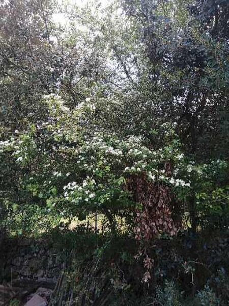 250323_Blueten.jpg - Mallorca-Wanderungen März 2025 - 23.03.25 - Fartaritx-Ninot   duftender Baum im Tal