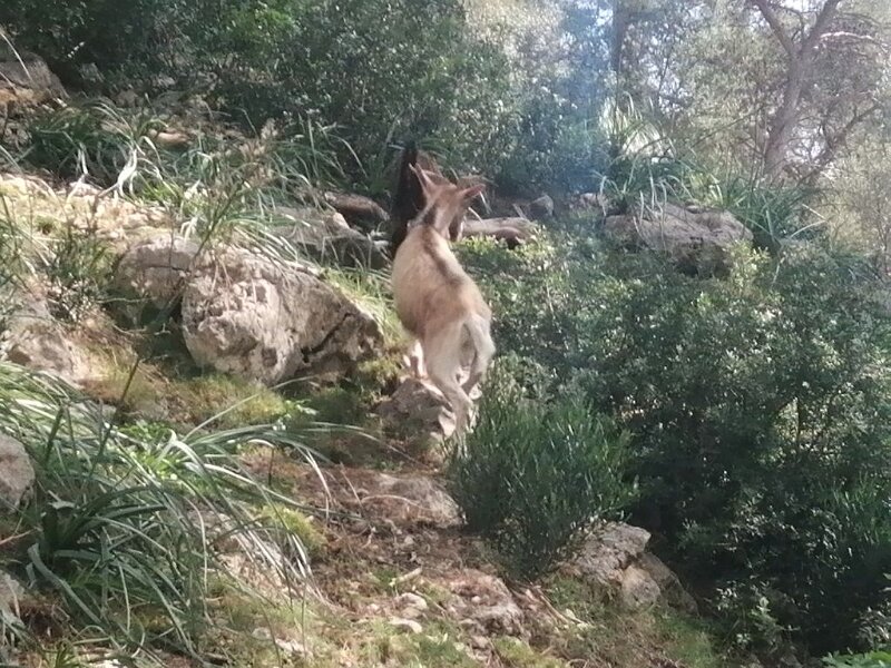 250328_Albino.jpg - Mallorca-Wanderungen März 2025 - 28.03.25 - Caimari - Coll Batalla   Ein Albino-Ziegenbock fällt auf