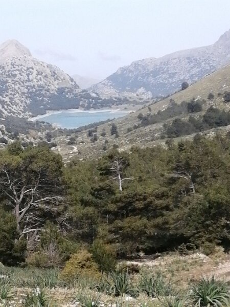 250403_Cuber.jpg - Mallorca-Wanderungen März 2025 - 03.04.25 - Barancones   Stausee Cúber von Coll de l' Ofre