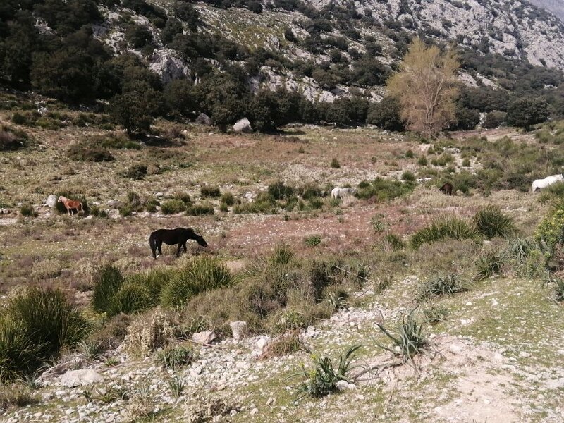 250403_Pferde.jpg - Mallorca-Wanderungen März 2025 - 03.04.25 - Barancones   jetzt weiden auch Pferde, früher nur Esel