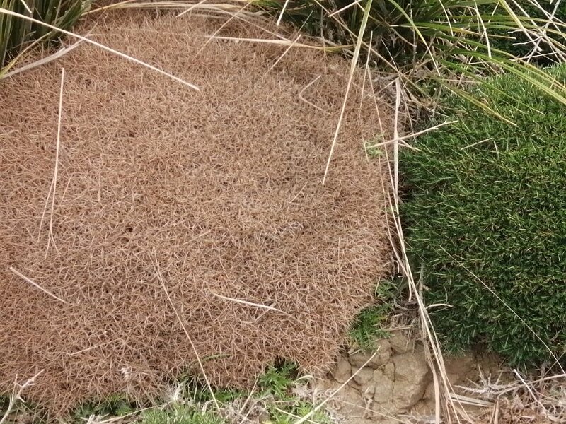 250404_Igel.jpg - Mallorca-Wanderungen März 2025 - 04.04.25 - Femenia   sieht wie ein Igel aus, sah früher wie die rechte Pflanze aus