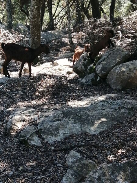 250409_Zicklein.jpg - Mallorca-Wanderungen März 2025 - 09.04.25 - Binifaldó vom March-Tal    Zicklein am Wegesrand