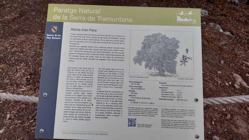 251007_Text_Baum.jpg - Mallorca-Wanderungen Oktober 2025 - 07.10.25 - Binifaldo  (190 Hm, 7 km, 14k)  Beschreibung des alten Baumes