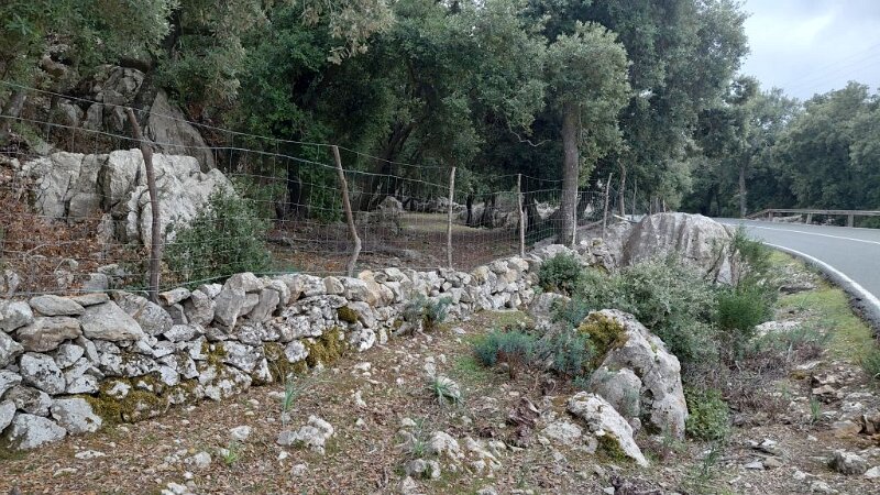 251007_Zaun.jpg - Mallorca-Wanderungen Oktober 2025 - 07.10.25 - Binifaldo  (190 Hm, 7 km, 14k)  neuer Zaun versperrt Zugang zum Wanderweg