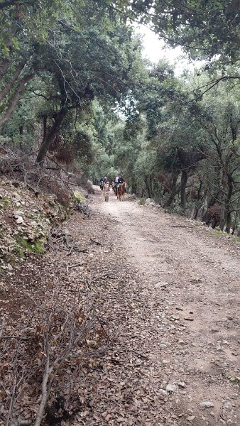 251010_Ausritt.jpg - Mallorca-Wanderungen Oktober 2025 - 10.10.25 - March-Binifaldo  (510 Hm, 14 km, 26k)  Reitergruppe auf dem Forstweg