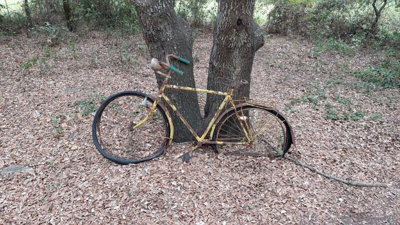 251010_Rad.jpg - Mallorca-Wanderungen Oktober 2025 - 10.10.25 - March-Binifaldo  (510 Hm, 14 km, 26k)  Rad am Weg