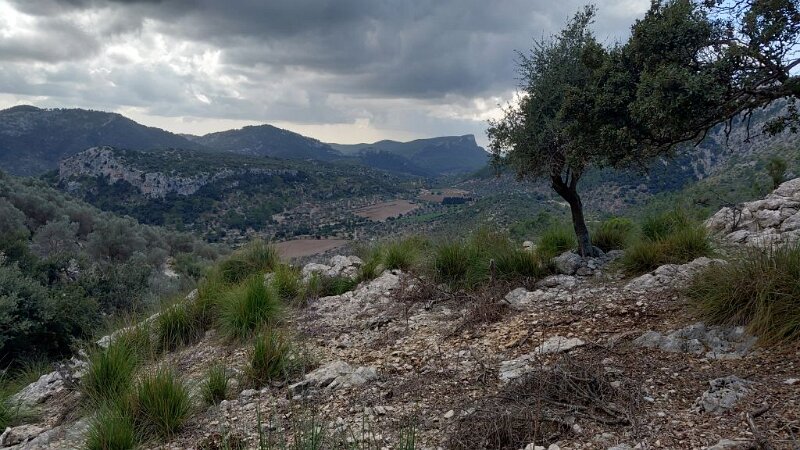 251014_Coma-Sema.jpg - Mallorca-Wanderungen Oktober 2025 - 14.10.25 - Coma Sema  (430 Hm, 12 km, 22k)  Coma Sema ganz hinten von Coma Sema d' Alt