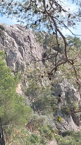 251016_Kletterer.jpg - Mallorca-Wanderungen Oktober 2025 - 16.10.25 - Puig Sant Martí  (210 Hm, 7 km,12k)  Kletterer in der Wand 